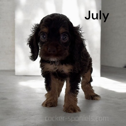 puppy, for, sale, Cocker Spaniel, Joe & Cherri  Overlease, dog, breeder, Miller, MO, dog-breeder, puppy-for-sale, forsale, nearby, find, puppyfind, locator, puppylocator, aca